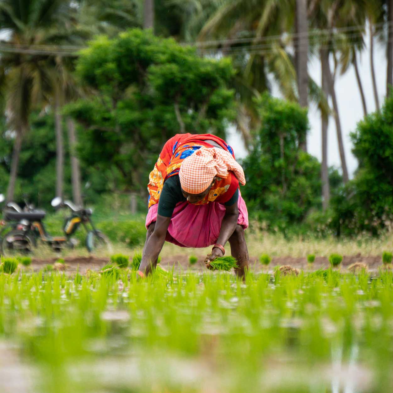 Une femme repique des plants de riz dans une rizière au Bénin