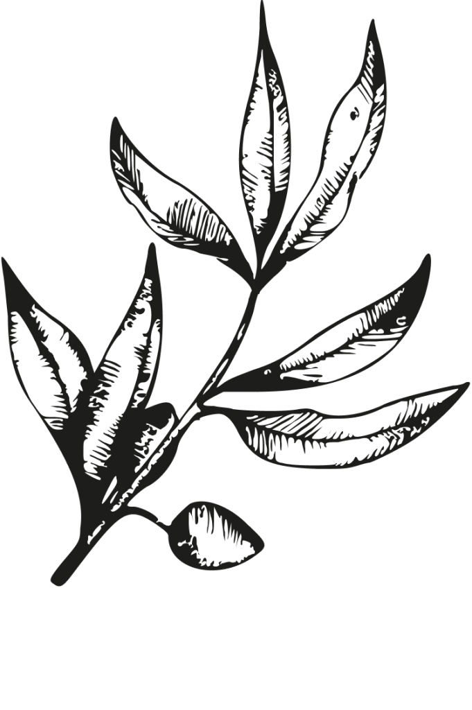 Gravure botanique : branche feuillue